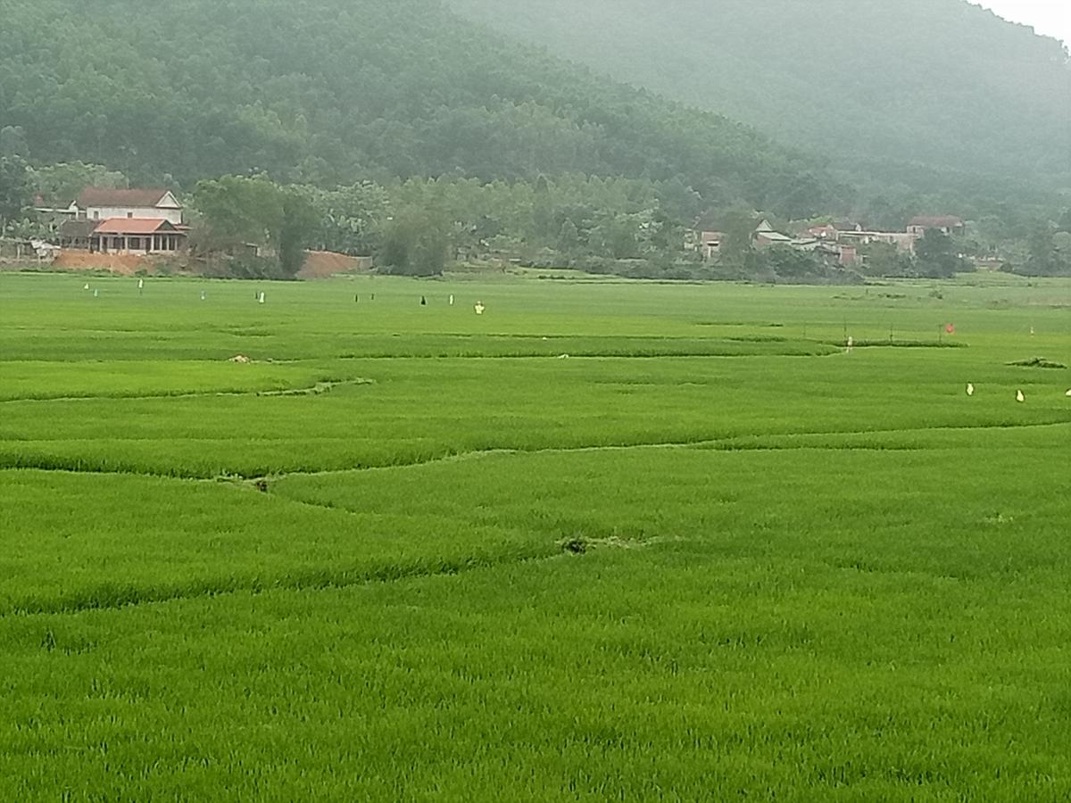 Phong Nha Rice Field Homestay Eksteriør bilde