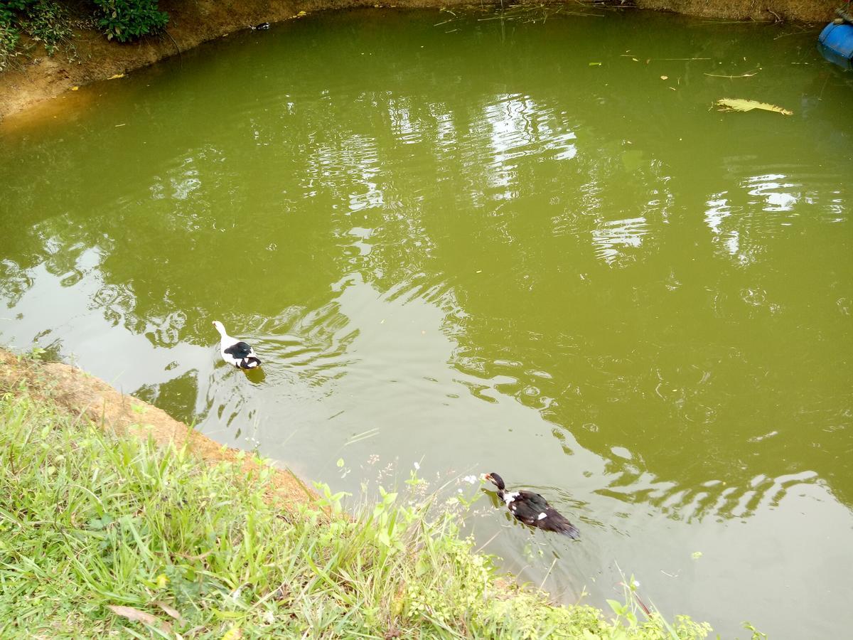 Phong Nha Rice Field Homestay Eksteriør bilde