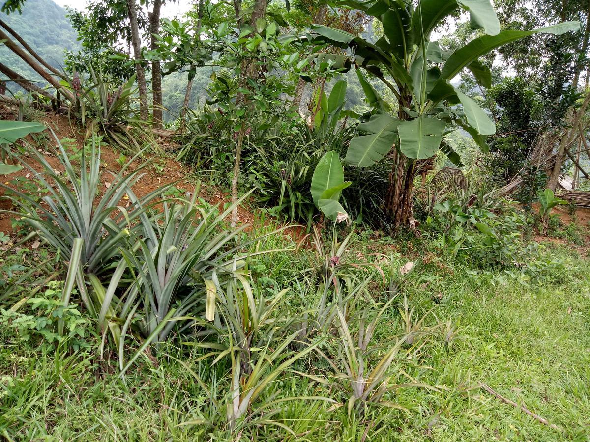 Phong Nha Rice Field Homestay Eksteriør bilde