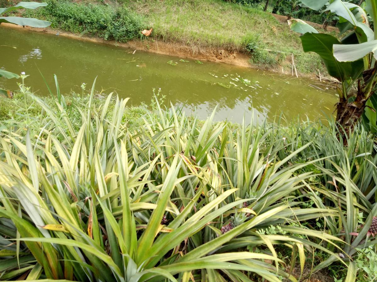 Phong Nha Rice Field Homestay Eksteriør bilde