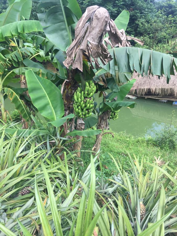 Phong Nha Rice Field Homestay Eksteriør bilde